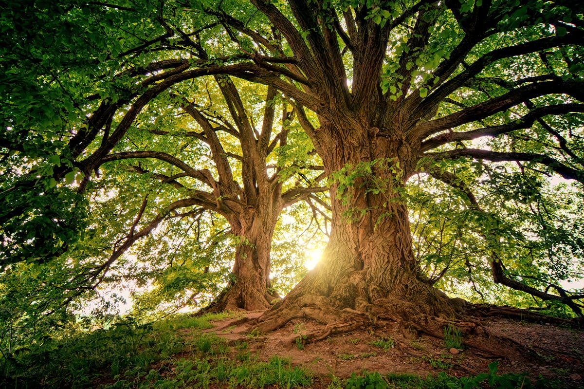 Bomen verplaatsen